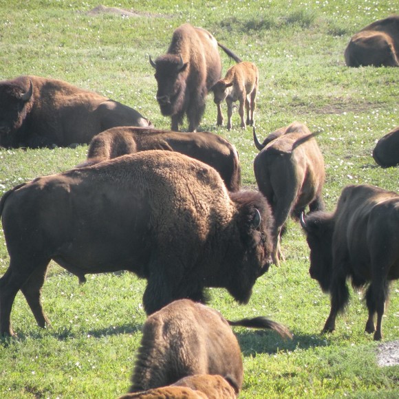 Meet your Posher, Aubrey - Picture 1 of 1